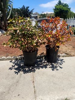 Jade plant