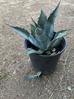 Maguey