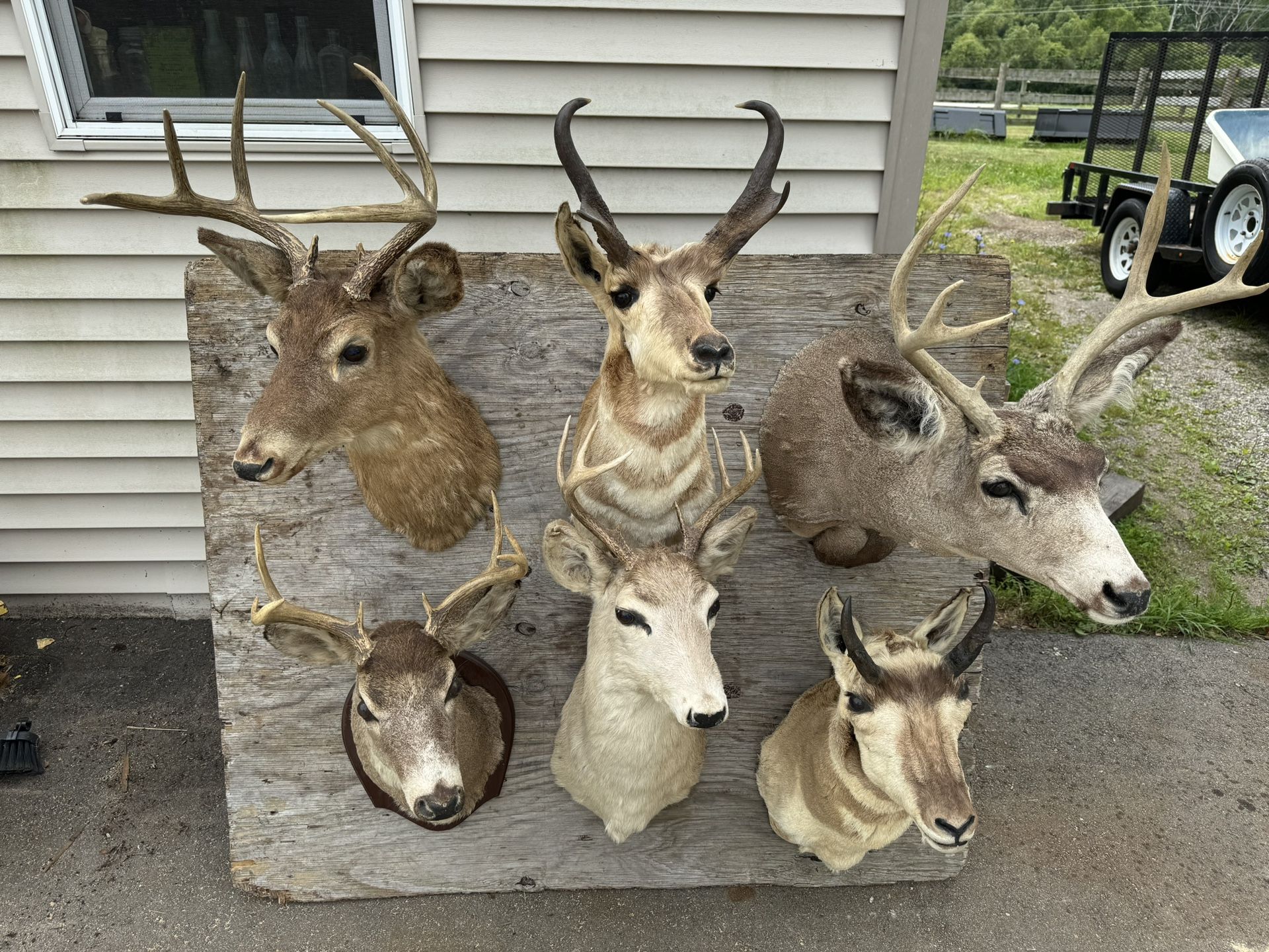 Nice Vintage Mounts