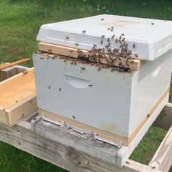 Hive