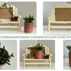 Small Shabby Tan & Green Wood Bench Photo Frame w African Milk Tree Succulents in Terracotta Pot