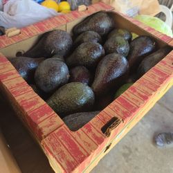Avocado 