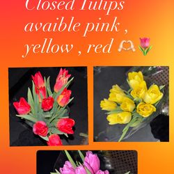 Fresh  closed tulips