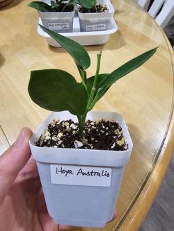 Hoya australis plant in a 3" pot