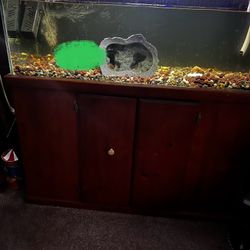 90 Gallon Soft Shelled Turtle Tank