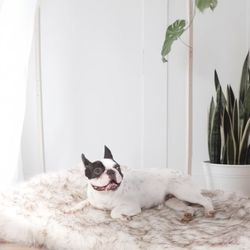 Laifug Luxury Faux Fur Dog Bed, 5-inch Thick Grade Ultra Soft Orthopedic Memory Foam Dog Bed with Faux Fur Cover, Plush Pup Rug with Removable Cover, 