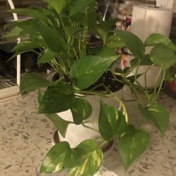 Golden Pothos Indoor Or Outdoor Plant 
