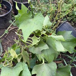 Planta De Chayote Verde
