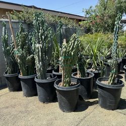 Special Oasis Deals: Apple Monstrous, Agaves And More