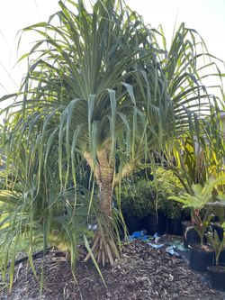 Pandanas Palm Trees