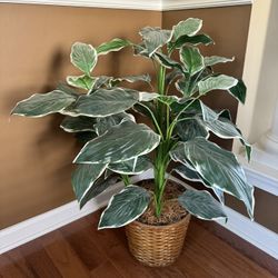 Decorative Tree And Plant