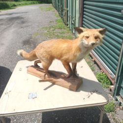 Fox