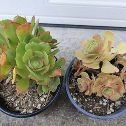 Limited offer❤ 2 pots pretty tree rose succulent aeonium many clusters 4/5yrs old  hurry buy