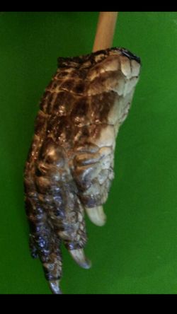 GENUINE ALLIGATOR BACK SCRATCHER