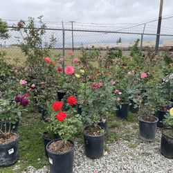 Rosales / Rose Plant