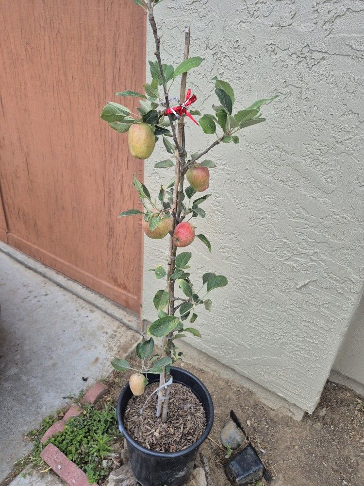 Anna Apple Tree