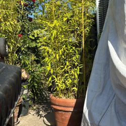 Golden Bamboo 15gal 
