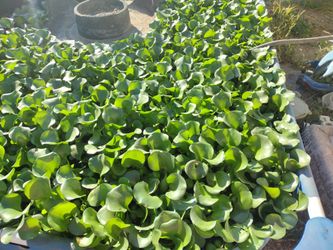 Hibiscus Water Plants