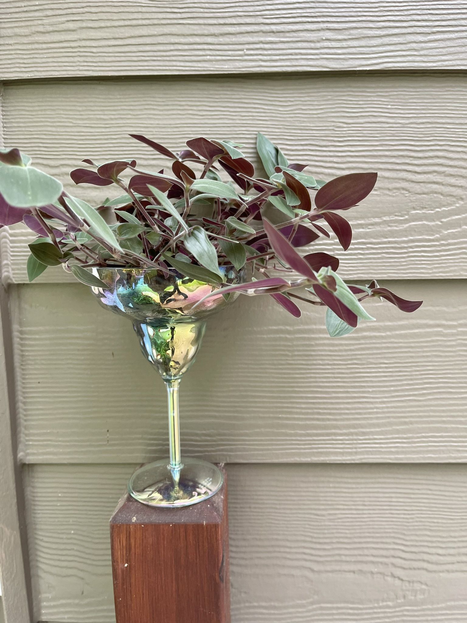 Fuzzy Houseplant With Purple Undersides.