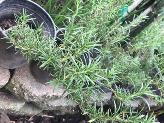 Organic rosemary in gallon pots-well established...(!some small seedlings available as well for a buck each.