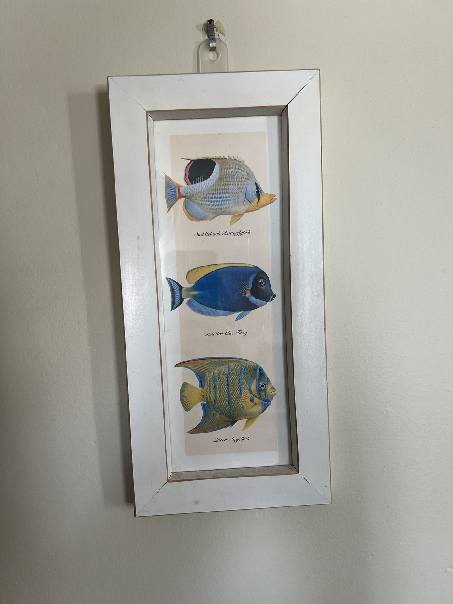 Fish Decor
