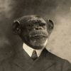 chimpgod