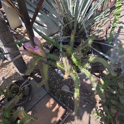 Cactus Lady Fingers 