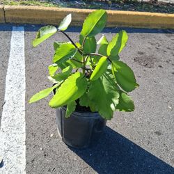 Leaf Of Life