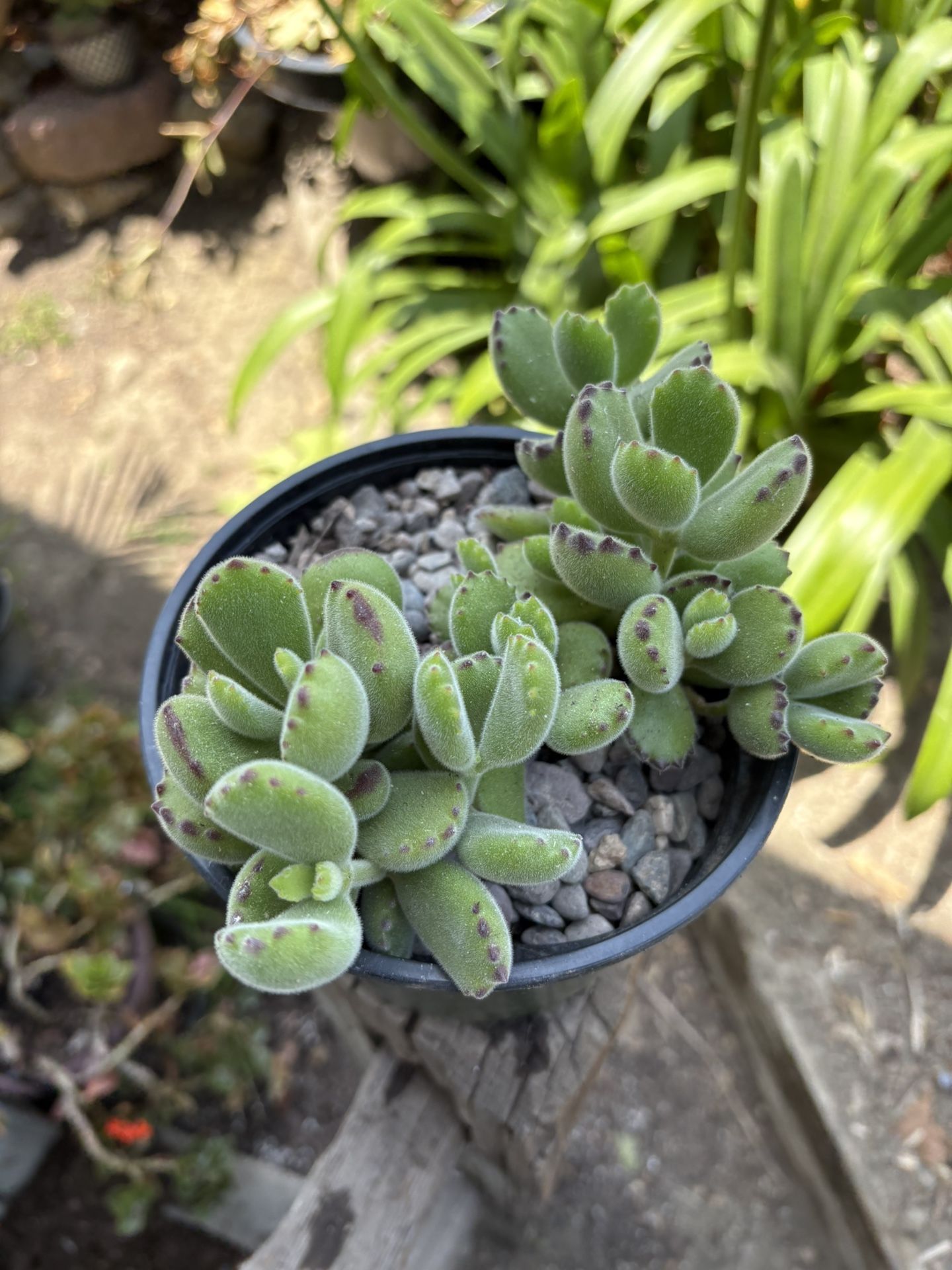 Bear Paw🧸 Plant, fuzzy succulent,🧸