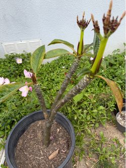 Unbloomed Plumeria Plant Yellow/White