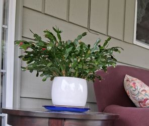 Christmas cactus in pot, pink buds