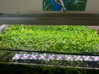Aquarium Plant for sale