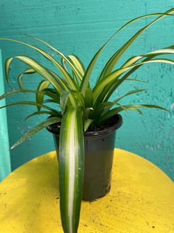 Spider 🕷️ plant 🌱
