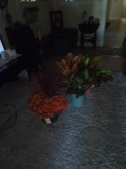3 beautiful plants