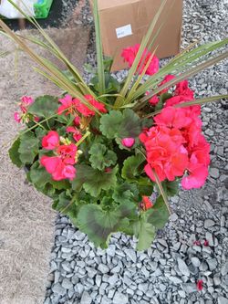 geraniums flower potting plant