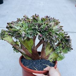 Aeonium Crest Imported Optus