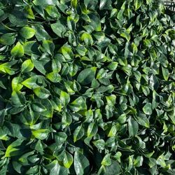 Artificial Grass Grama Artificial Rolls