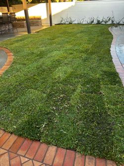 Grass San Agustín