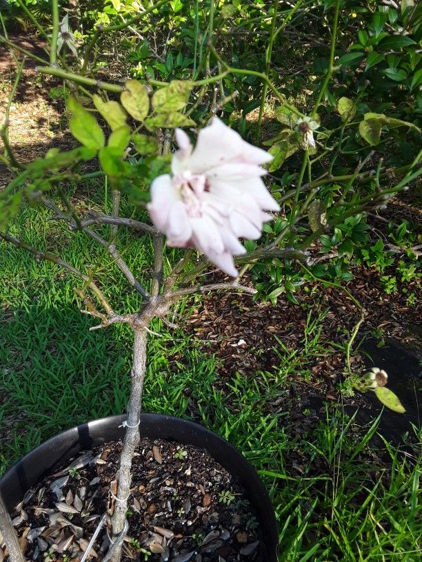 Huge 2 Color Pink Flower And/white Rose Tree In Beautiful Huge Pot In Weeki Wachee Spring Hill