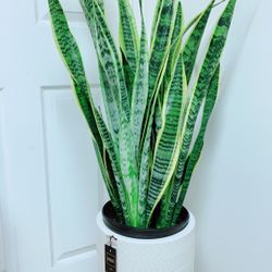 Sansevieria Laurentii Snake Plants Give Out The Fresh Air And Take Away The Bad One - 3’7” tall -  Ceramic Pot Not Including 