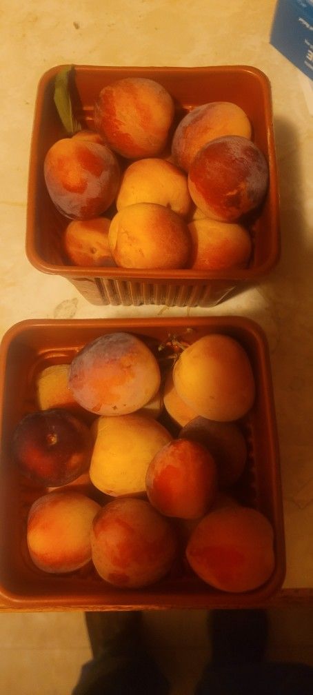 Unsprayed Plums Picked And Bagged .50 Cents A Pound