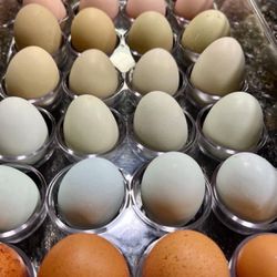 fresh farm eggs for sale 