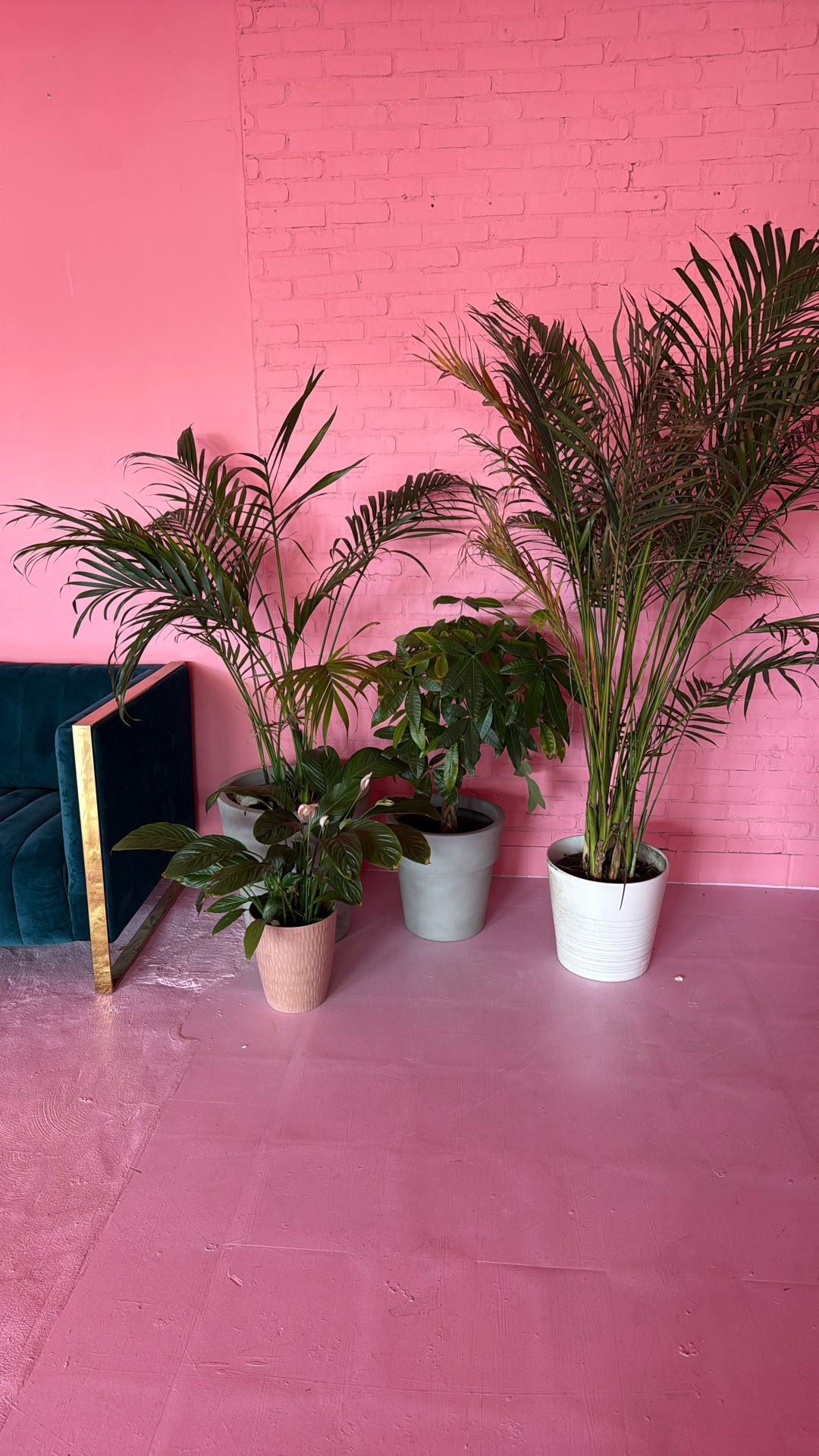 Plants With Pots , 5 Total