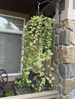 Live Indoor/Outdoor Golden Child Ivy House Plant in a Hanging Pot