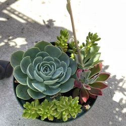 Succulent Arrangements 