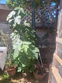 Large fig tree 🌳