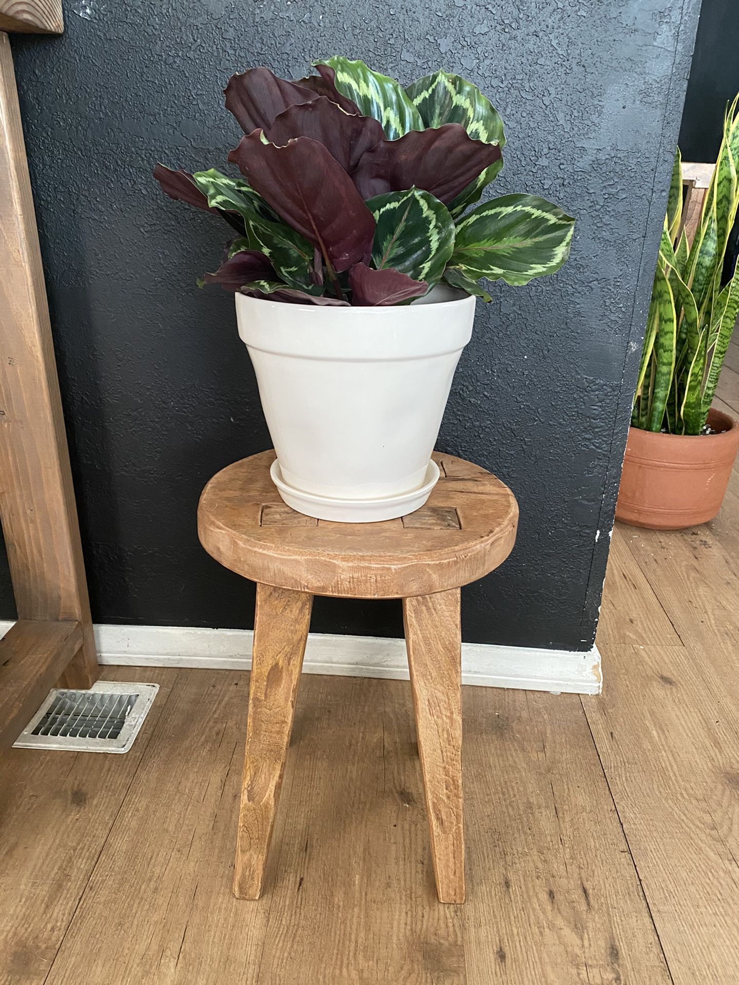 Target Accent Table & String of Pearls Succulent for Lyssa