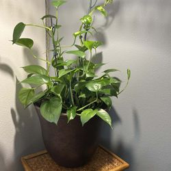 Pothos Plant