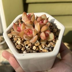 Succulents 