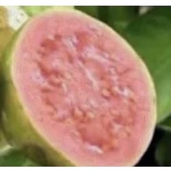 Pink Guava Trees 3F $35 Each Price Firm 
